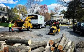 How Our Tree Care Process Works  in Tome, NM