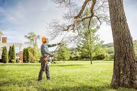 Best Tree Disease Treatment  in Tome, NM