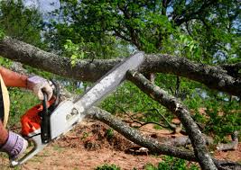 Best Leaf Removal  in Tome, NM