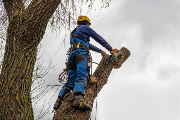 Best Fruit Tree Pruning  in Tome, NM