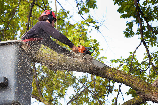 Best Tree Mulching  in Tome, NM